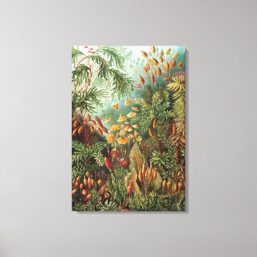  Ernst Haeckel Mosses Canvas Afdruk (Voorkant)