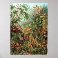  Ernst Haeckel Mosses