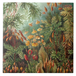 Ernst Haeckel Mosses Tegeltje