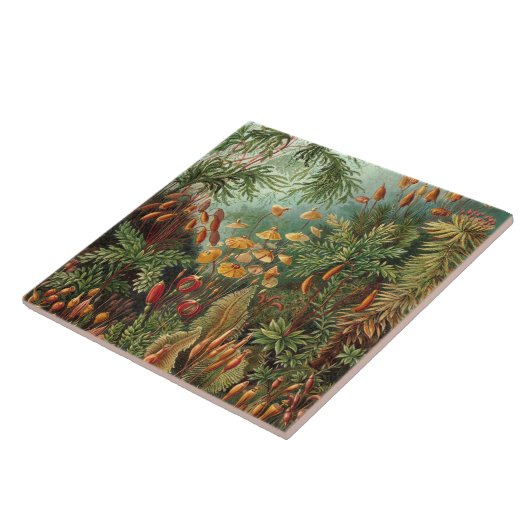  Ernst Haeckel Mosses Tegeltje (Zijkant)