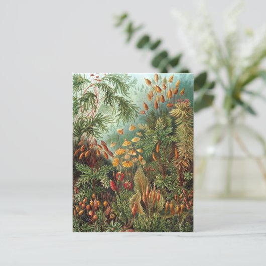 Ernst Haeckel - Muscinae Briefkaart (Staand voorkant)