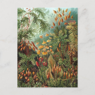 Ernst Haeckel - Muscinae Briefkaart