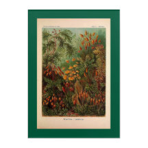 Ernst Haeckel Muscinae  illustratie