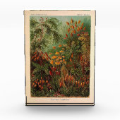 Ernst Haeckel Muscinae  illustratie Fotoblokken (Voorkant)