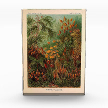 Ernst Haeckel Muscinae  illustratie