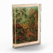 Ernst Haeckel Muscinae  illustratie Fotoblokken (Links)