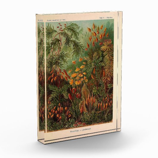 Ernst Haeckel Muscinae  illustratie Fotoblokken (Links)