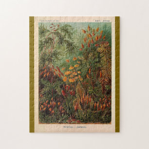 Ernst Haeckel Muscinae  illustratie Legpuzzel