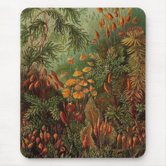 Ernst Haeckel Muscinae  illustratie Muismat (Voorkant)