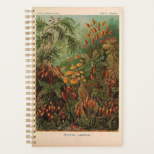 Ernst Haeckel Muscinae illustratie Planner