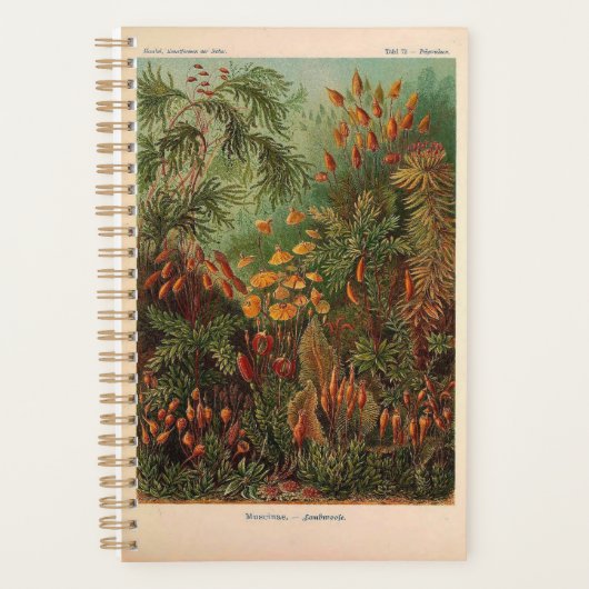 Ernst Haeckel Muscinae illustratie Planner (Voorkant)