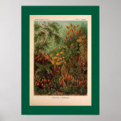 Ernst Haeckel Muscinae  illustratie Poster (Voorkant)