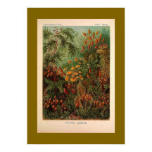 Ernst Haeckel Muscinae  illustratie