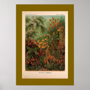 Ernst Haeckel Muscinae  illustratie Poster