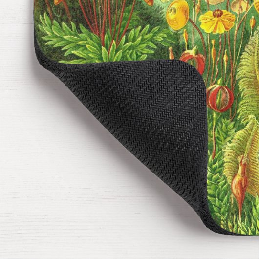 Ernst Haeckel - Muscinae Muismat (Hoek)