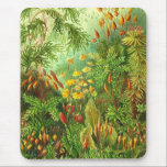 Ernst Haeckel - Muscinae Muismat<br><div class="desc">Ernst Haeckel - Muscinae</div>