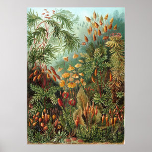 Ernst Haeckel Muscinae Poster