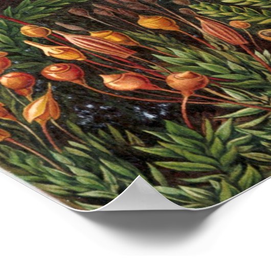 Ernst Haeckel - Muscinae Poster (Hoek)