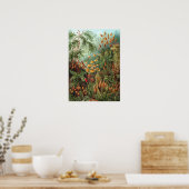 Ernst Haeckel - Muscinae Poster (Keuken)