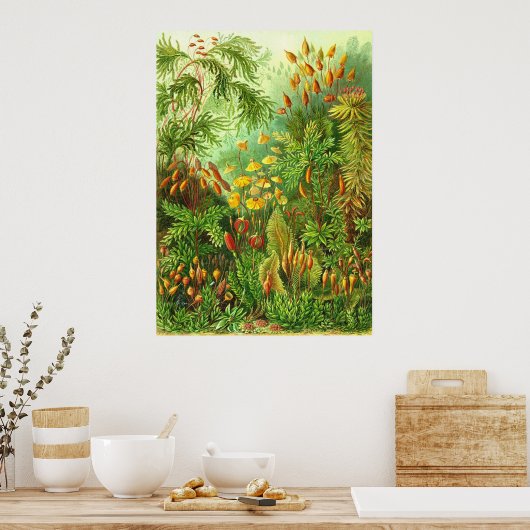 Ernst Haeckel - Muscinae Poster (Keuken)