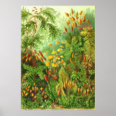 Ernst Haeckel - Muscinae Poster (Voorkant)