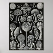 Ernst Haeckel - Mycetozoa Poster (Voorkant)
