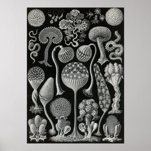 Ernst Haeckel - Mycetozoa Poster (Voorkant)