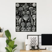 Ernst Haeckel - Mycetozoa Poster (Thuiskantoor)