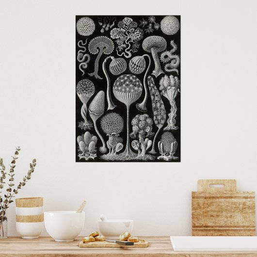 Ernst Haeckel - Mycetozoa Poster (Keuken)