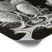 Ernst Haeckel - Mycetozoa Poster (Hoek)