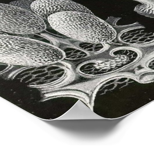 Ernst Haeckel - Mycetozoa Poster (Hoek)