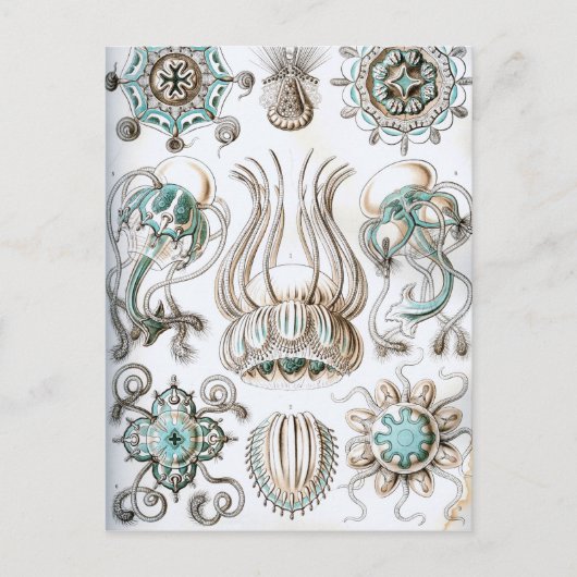 Ernst Haeckel Narcomedusae kwallen! Briefkaart (Voorkant)