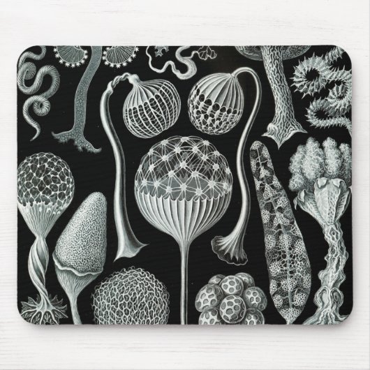 Ernst Haeckel Naturalista Muismat (Voorkant)