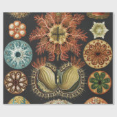 Ernst Haeckel Nautisch Zeeleven Art Collage Cadeaupapier (Vlak)