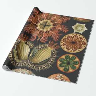 Ernst Haeckel Nautisch Zeeleven Art Collage Cadeaupapier