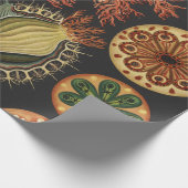 Ernst Haeckel Nautisch Zeeleven Art Collage Cadeaupapier (Hoek)
