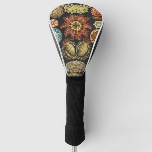 Ernst Haeckel Nautisch Zeeleven Art Collage Golfheadcover (Voorkant)