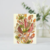 Ernst Haeckel - Nepenthaceae Briefkaart (Staand voorkant)