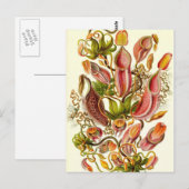 Ernst Haeckel - Nepenthaceae Briefkaart (Voorkant / Achterkant)