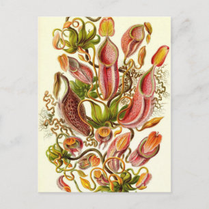Ernst Haeckel - Nepenthaceae Briefkaart