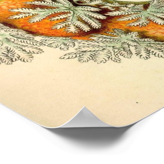 Ernst Haeckel - Nudibranchia Poster (Hoek)