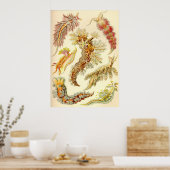 Ernst Haeckel - Nudibranchia Poster (Keuken)