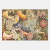Ernst Haeckel Ocean Wrapping Paper Sheets (Voorkant 3)