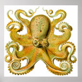 Ernst Haeckel Octopus in Geel Poster (Voorkant)