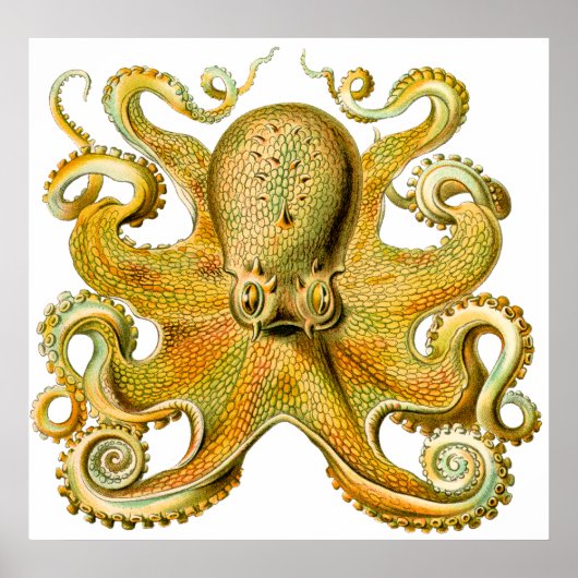 Ernst Haeckel Octopus in Geel Poster (Voorkant)
