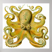 Ernst Haeckel Octopus in Geel Poster (Voorkant)