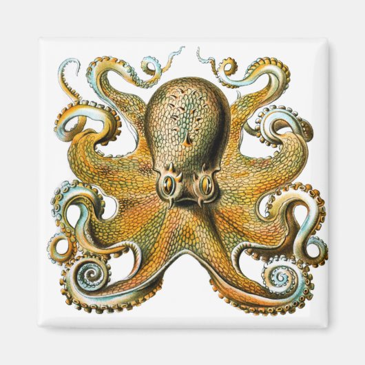 Ernst Haeckel Octopus Magneet (Voorkant)