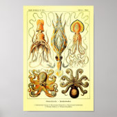 Ernst Haeckel Octopus Poster (Voorkant)