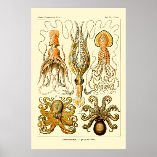 Ernst Haeckel Octopus Poster (Voorkant)