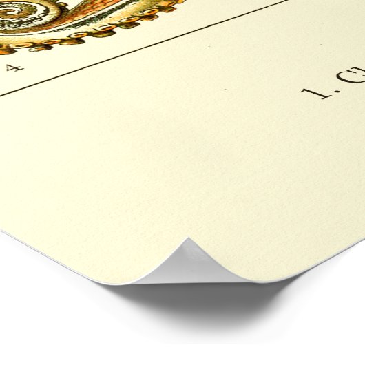 Ernst Haeckel Octopus Poster (Hoek)